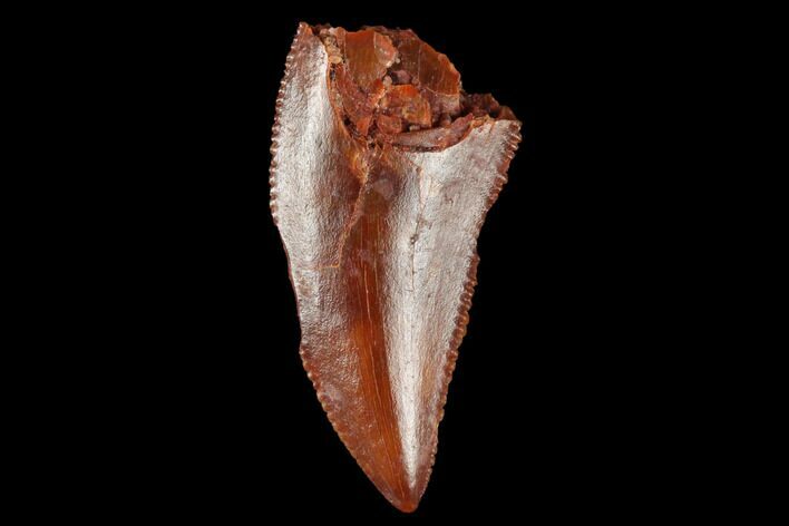 Serrated, Raptor Tooth - Real Dinosaur Tooth #173535